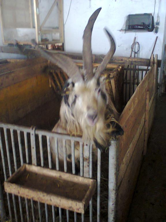 Biobergbauernhof Brandenau Διαμέρισμα Taxenbach Δωμάτιο φωτογραφία