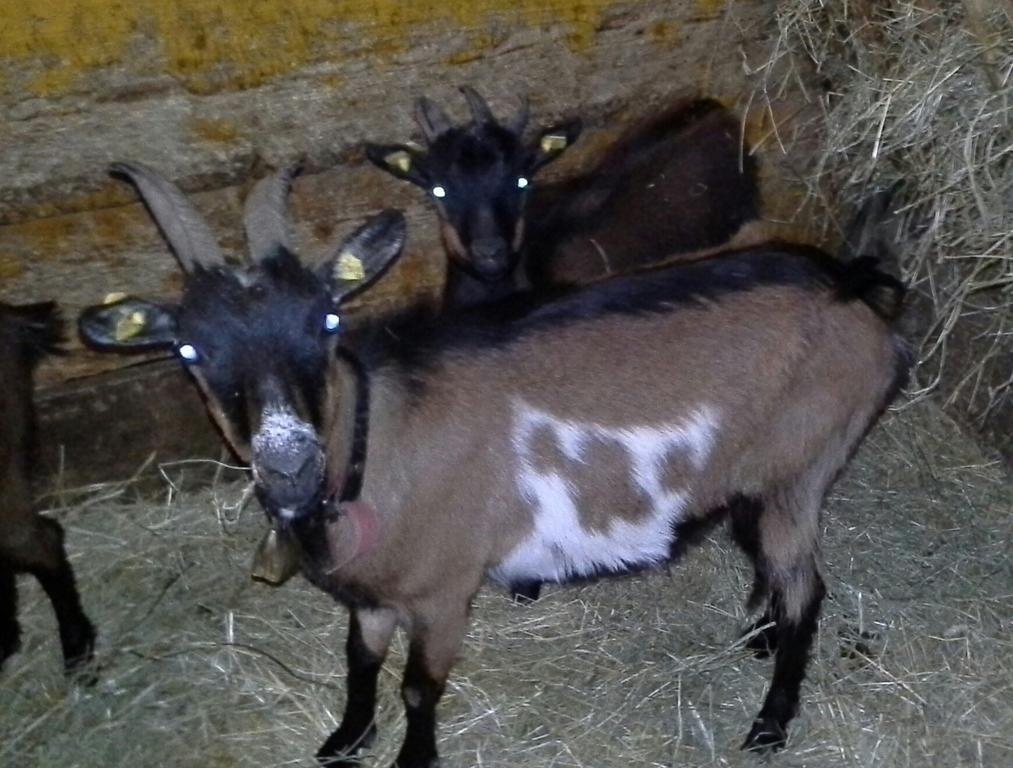 Biobergbauernhof Brandenau Διαμέρισμα Taxenbach Δωμάτιο φωτογραφία