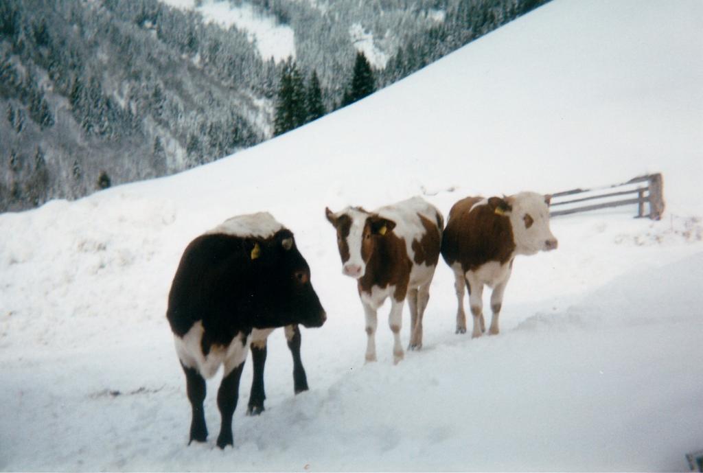 Biobergbauernhof Brandenau Διαμέρισμα Taxenbach Εξωτερικό φωτογραφία